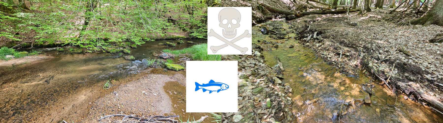 E.P.T. index for water quality - page 1