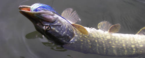 Curly fly for the pike