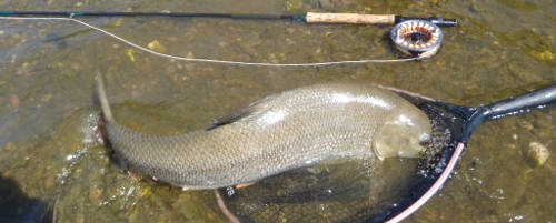Monster barbel on a fly