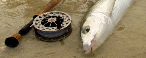 Bonefish DIY