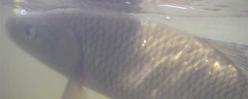 Chub on a dry