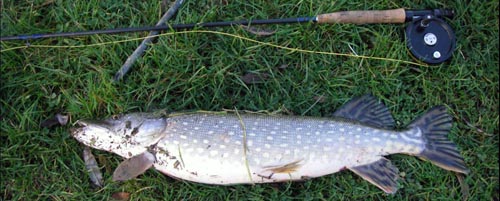 Pike time !