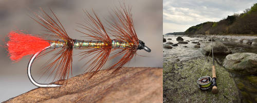 A shrimp for the sea trout