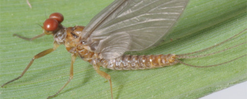 S.ignita