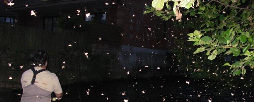 A summer hatch