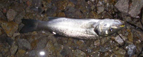 Mediterranean sea-bass