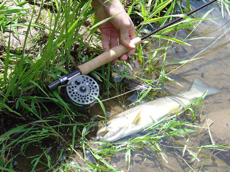 Chalk stream in Piedmont - fishing the famous queen trout - GoInItaly