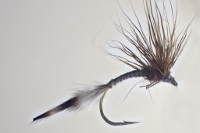 Krum fly