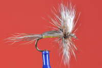 White Winged Humpy