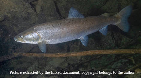 Conservation Genetics study of Huchen in Slovenia - page 1