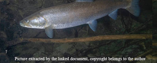  Danube Salmon