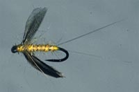 Fall baetis