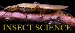 European trout fishing insects
