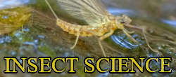 European trout fishing insects