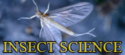 European trout fishing insects