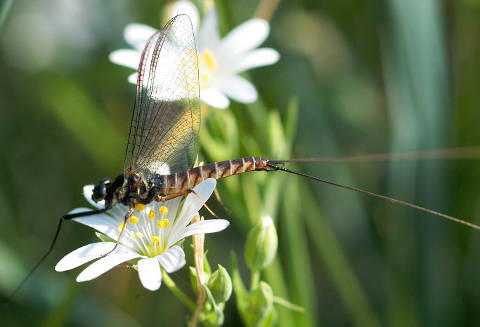 EPHEMEROPTERA