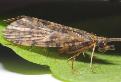 TRICHOPTERA