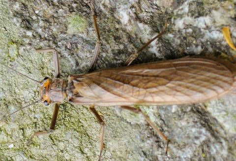 PLECOPTERA