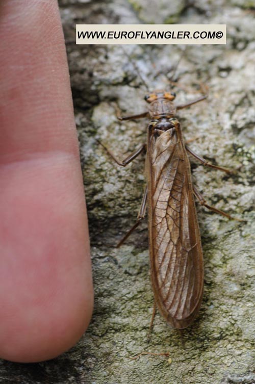 European Fly Angler - Perla marginata
