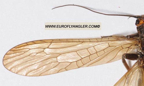 European Fly Angler - Perla marginata