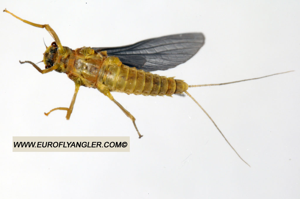 Ecdyonurus venosus