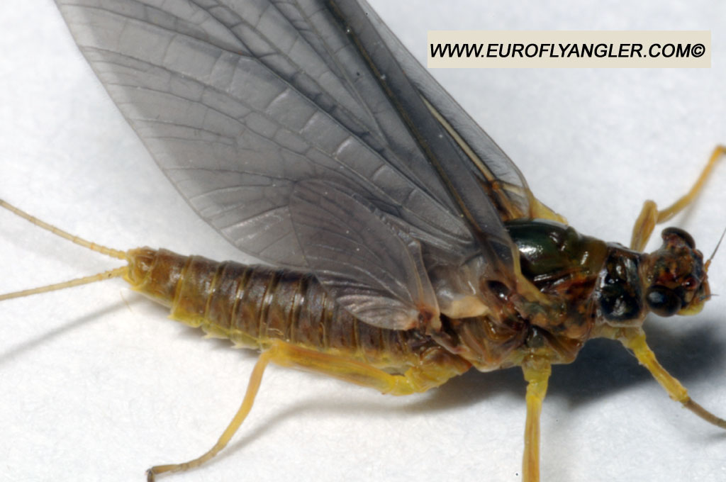 Ecdyonurus venosus