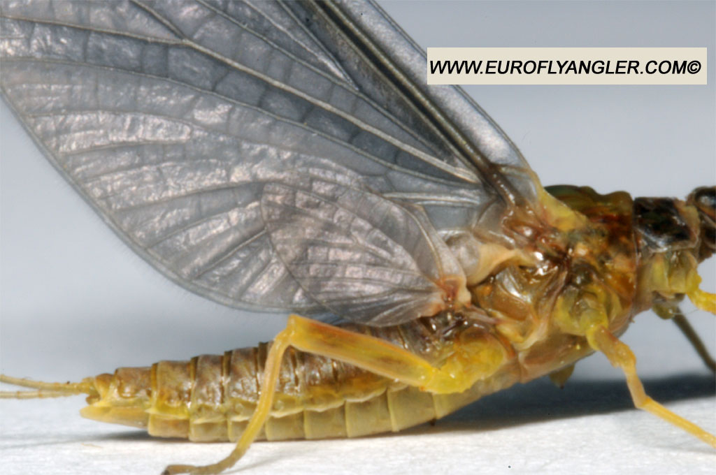 Ecdyonurus venosus