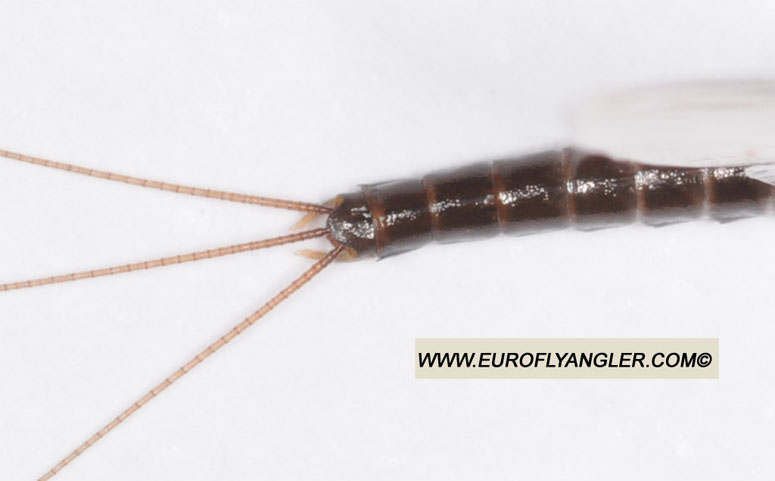 Ecdyonurus venosus