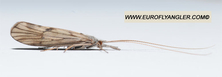 Ecdyonurus venosus