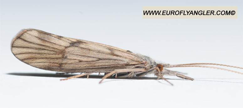 Ecdyonurus venosus