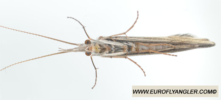 Ecdyonurus venosus