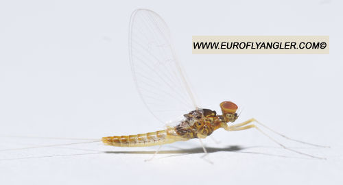 Baetis lutheri