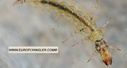 Rhyacophila obliterata
