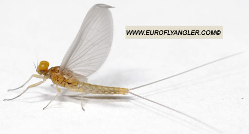 Baetis fuscatus