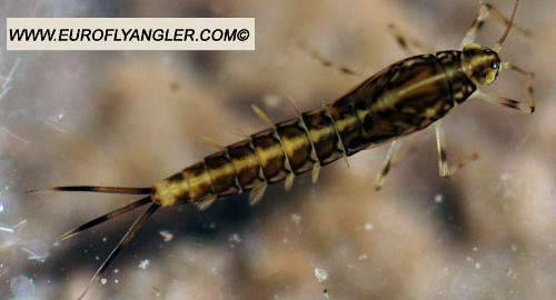 Baetis niger