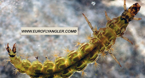 Rhyacophila sp.