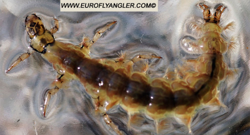 Rhyacophila torrentium