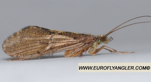 Rhyacophila nubila