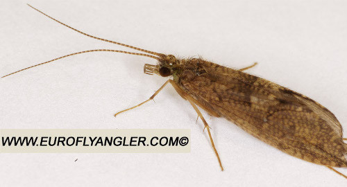 Rhyacophila dorsalis