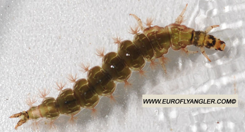 Rhyacophila fasciata