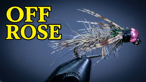 OFF ROSE NYMPH