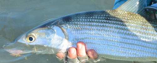 Bahamas bonefish fly fishing