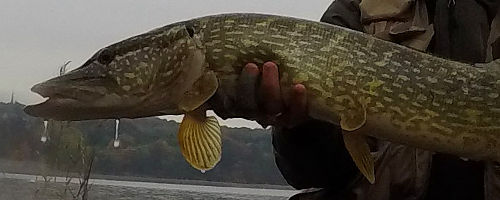 Saltwater pike