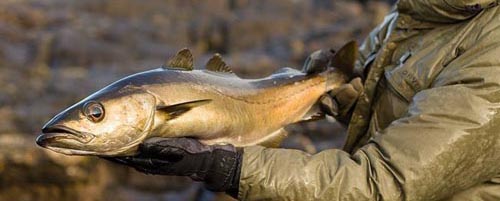 SCOTLAND SALTWATER 