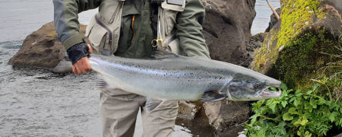 Salmon of East Ranga