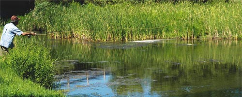  Black bass of Coghinas