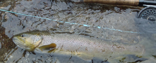 Orco alpine stream