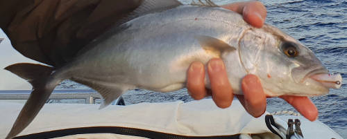 Amberjeck on the fly 