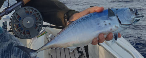 Mediterranean albacore 