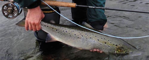 Salmon on River Aelva